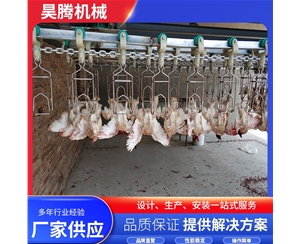 鸽子屠宰流...